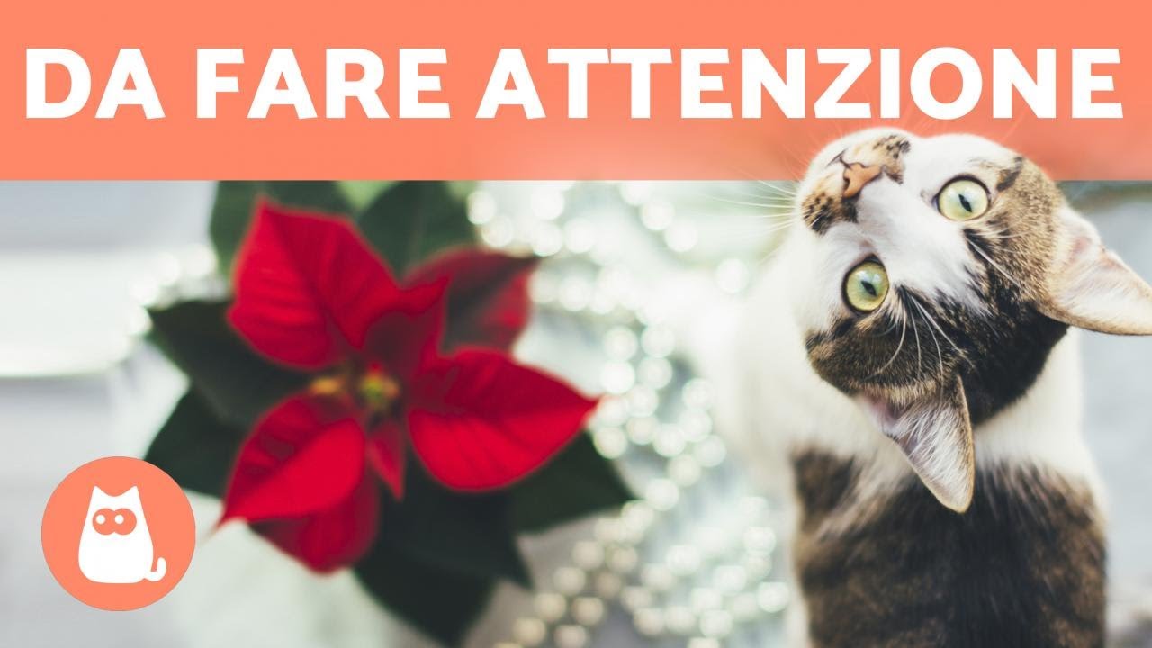 Stella Di Natale Tossica Per Cani.4 Piante Di Natale Tossiche Per Cani E Gatti Youtube