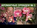 ОРХИДЕИ НЕОЖИДАННО АРОМАТНЫЕ, пьянящий аромат орхидеи фаленопсис ГОРИЗОНТ