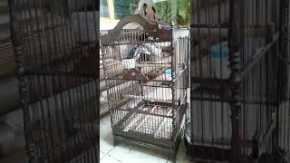 Tips Cara Merawat Trotolan Kacer Ternakan Agar Tidak Manja
