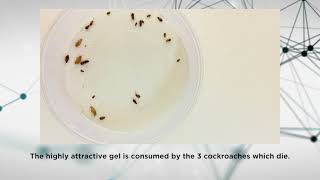 Advion Cockroach Gel Bait - What is Secondary Kill?