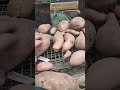 Curing sweet potatoes for storage #growfood #prepping #garden #sustainableliving