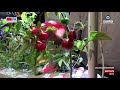 La minute ifa s05e09  click and grow  le potager dintrieur bio