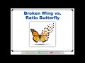 Broken Wing vs. Ratio Butterflies