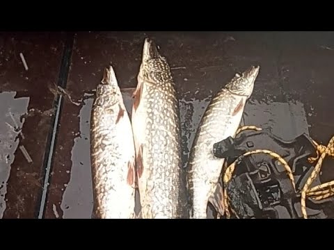 НАШЁЛ ЩУК!!! ЗАКРЫЛ СЕЗОН ОТКРЫТОЙ ВОДЫ ХОРОШЕЙ ТРУДОВОЙ РЫБАЛКОЙ!
