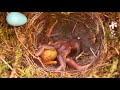 Cuckoo chick evicting redstart chick