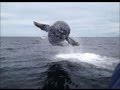 Baleine qui saute et vole