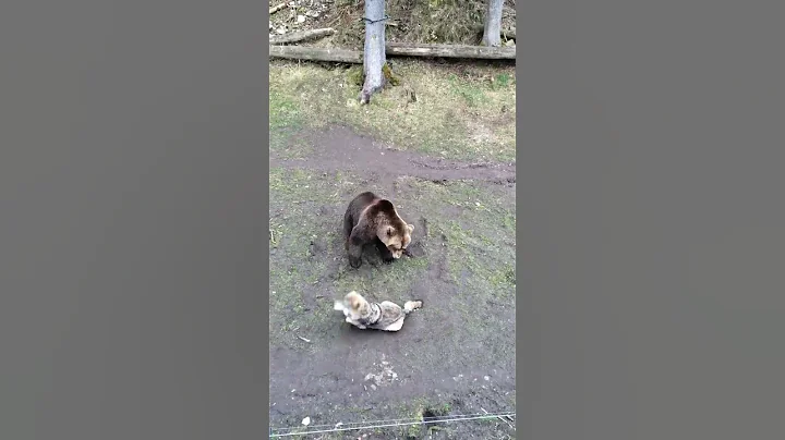 Bear attack Wolf | HD - DayDayNews