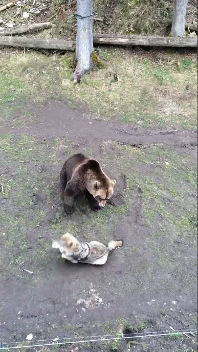 Bear attack Wolf | HD