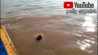 menjaring patin Kualo