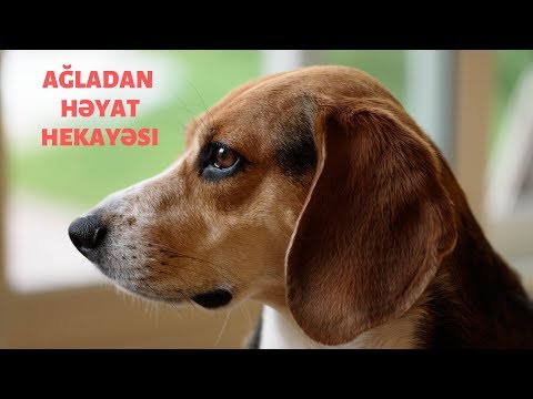 Video: Gecə Çinin Zəlzələ İtlərinin Maraqlı Hadisəsi