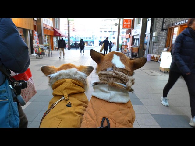 犬達と『札幌の中心街』まで遠出してみた結果… - YouTube