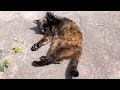 サビ猫さんともじゃれ合い