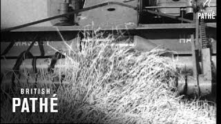 Wheat Harvest Canadian Film Board (1952)