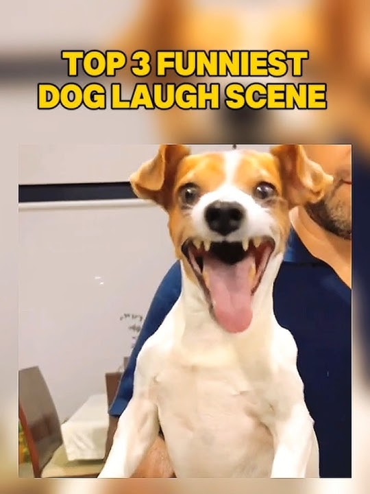 Top 3 Funniest Dog Laughing 🐶😂
