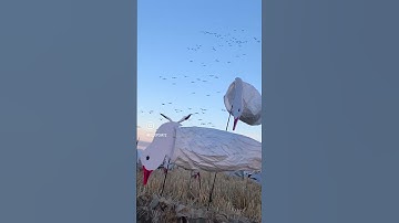 Here they come! #snow #goose #hunting #shorts #fyp