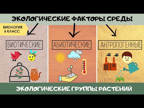 Вопрос: На какие экологические группы делятся растения по отношению к теплу?