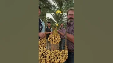 شجر النخيل الذي نقل من العراق الى استراليا Shorts 
