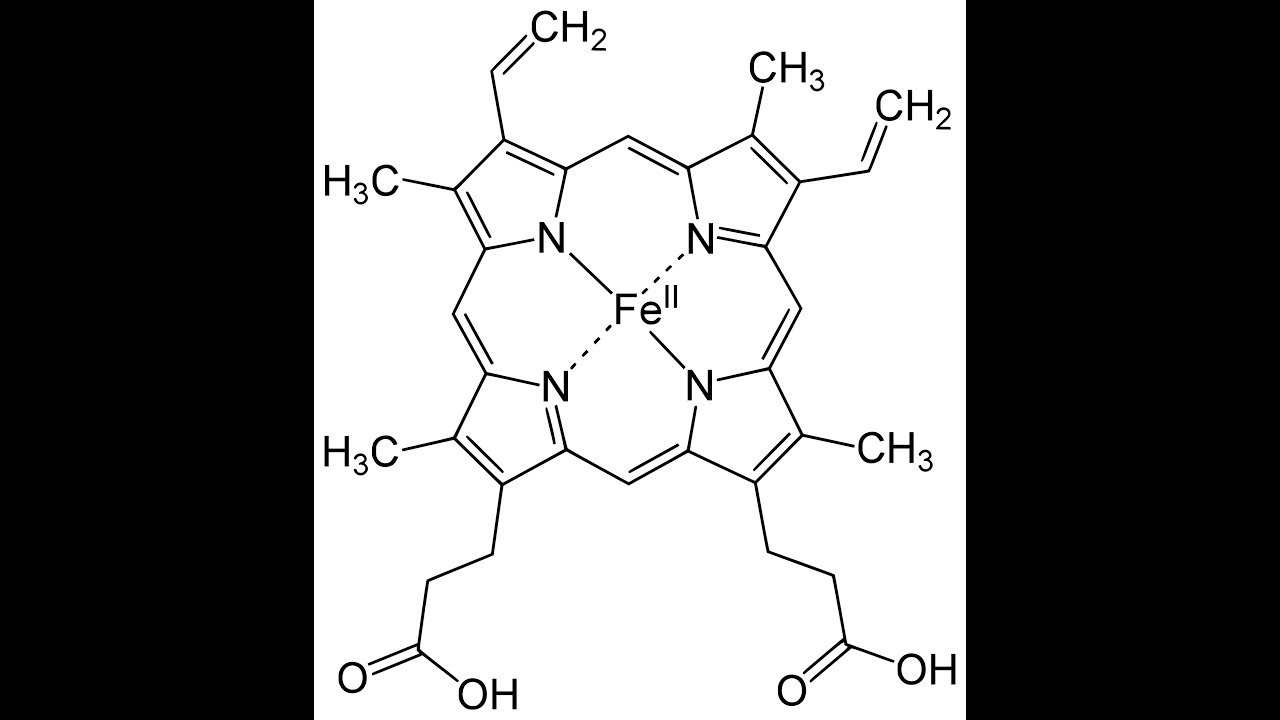 Life is in the Blood