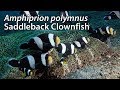 Saddleback clownfish amphiprion polymnus stock footage  4k u3840x216030p  lembeh strait