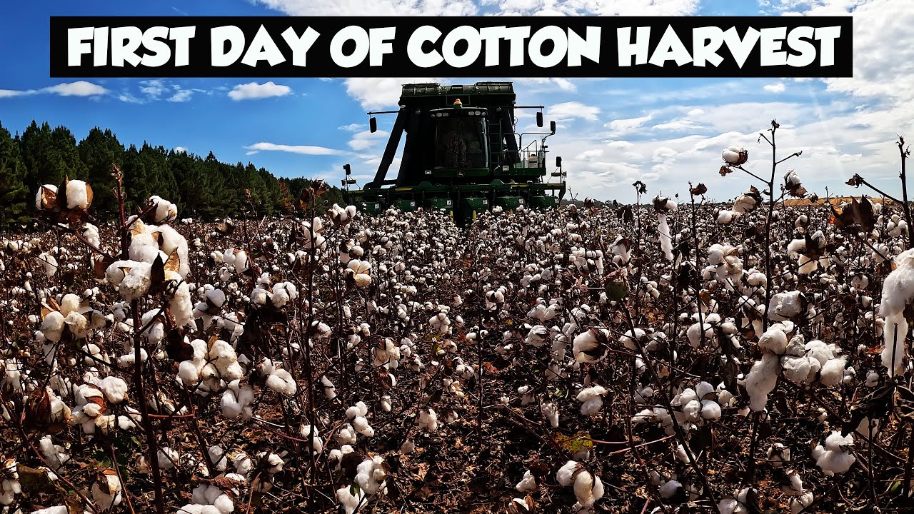 НАЧАЛСЯ СБОР ХЛОПКА В АЛАБАМЕ 2025 ГОДА