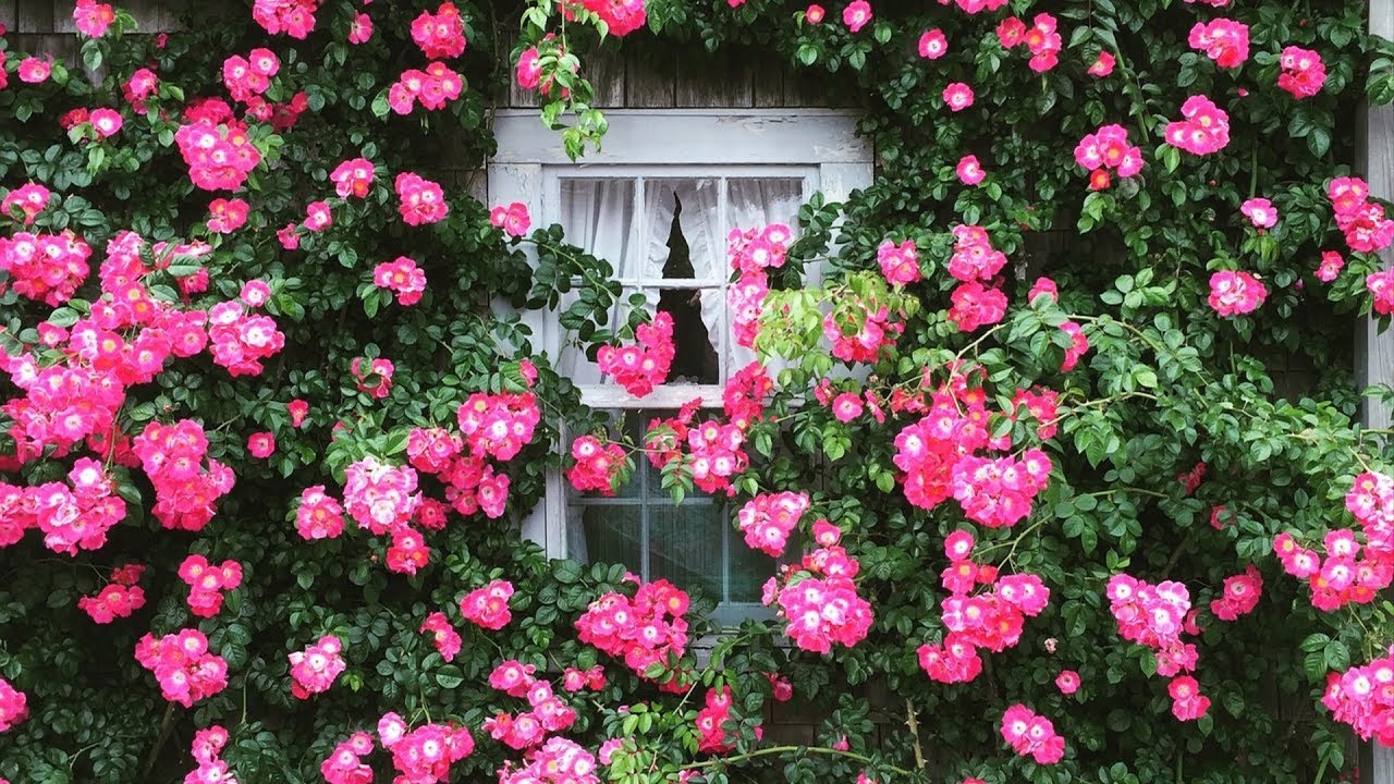 Wall Covering Plants 🌺 YouTube