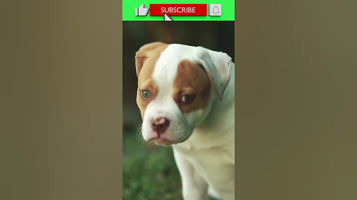 #FACTS 026: AMERICAN BULLDOGS - FACTS ABOUT DOGS YOU DIDN'T KNOW! #shorts