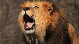 INTENSE Lion Roaring Sounds  Scary Lions Roar Sound Effect! 