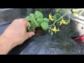トマトの脇芽かき、挿木作業