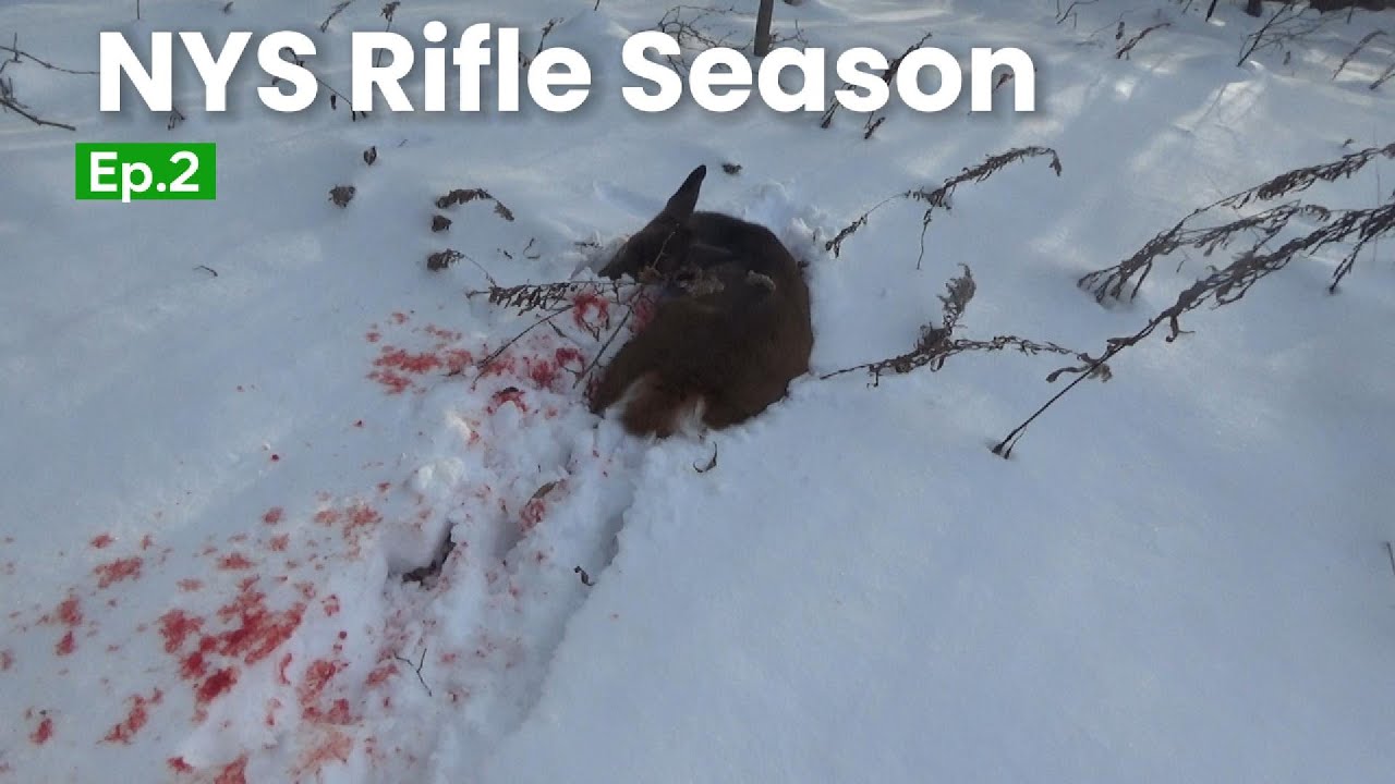 NYS Rifle Season Ep 2 A BAD Deer YouTube nys-rifle-season-ep-2-a-bad-deer-youtube