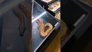 Famous 🩸🐍 HUGE Blood Pythons at Repticon 🐍🩸 Wealth