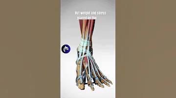 The Incredible Structure Of The Foot 3D Animation Anatomy 