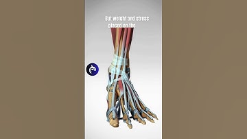 The Incredible Structure of the Foot - 3D Animation  #anatomy