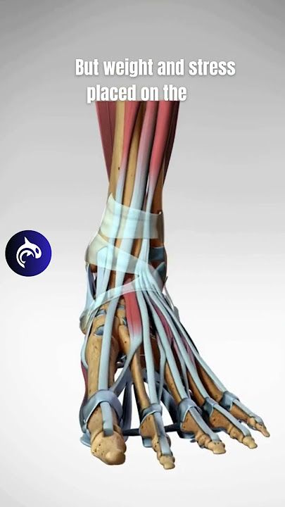 The Incredible Structure of the Foot - 3D Animation  #anatomy