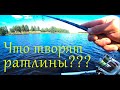 ЛОВЛЯ НА РАТЛИНЫ !!! ПОДОБРАЛИ КЛЮЧИК К ПРУДУ!!!