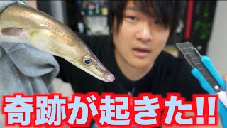 大発見！！カッターでハモをさばいたら予想外の結果が！？