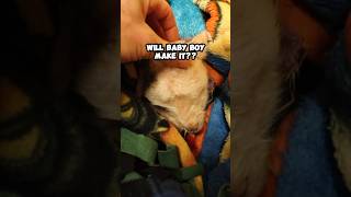 This lamb was EIGHT DAYS EARLY!!😱 ...did our baby boy make it??