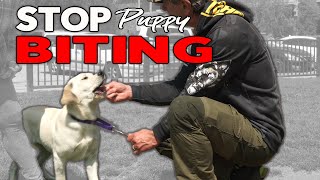 How to Stop Puppy Biting and teach your Puppy to Take Treats Gently - Robert Cabral Dog Training