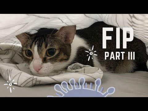 Video: Feline Cov Mob Peritonitis (FIP) Hauv Miv - Kev Kho Rau FIP Hauv Cats