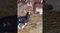 Video for Cute miniature goats