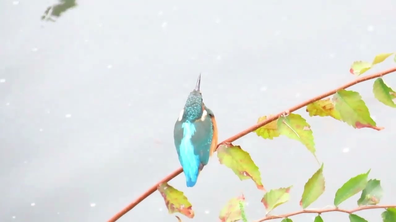 残堀川のカワセミ 2025.09.12 MVI_6454 Kingfisher - YouTube