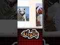 اجمل حيونات في العالم 