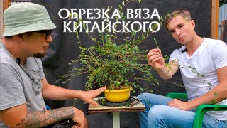 видео: Обрезка вяза китайского / когда и как нужно обрезать вяз бонсай? @Studio.Bonsai картинка: Обрезка вяза китайского / когда и как нужно обрезать вяз бонсай? @Studio.Bonsai