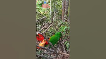 Mikat Dapat full dada Merah #serindit