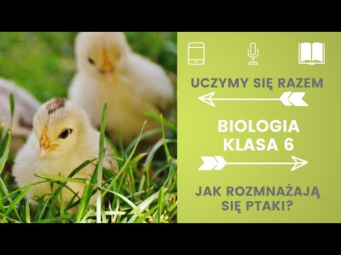 Biologia klasa 6. Jak rozmnażają się ptaki. Uczymy się razem