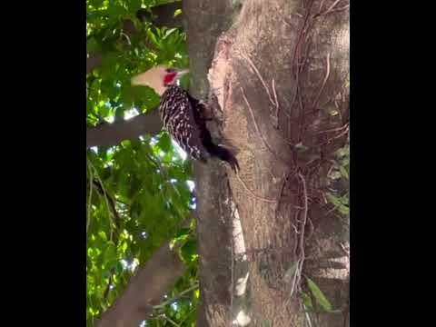 Woodpecker pecking on