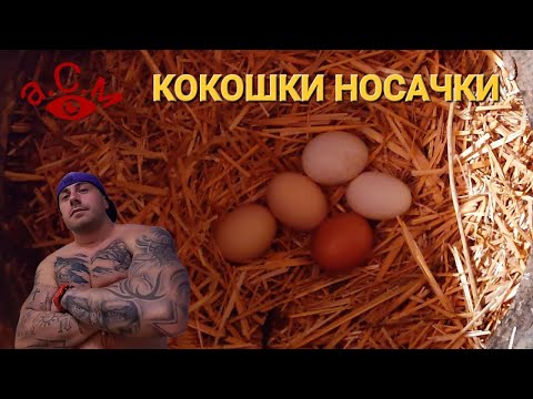 Видео: Кокошки носачки: поддръжка и грижи у дома