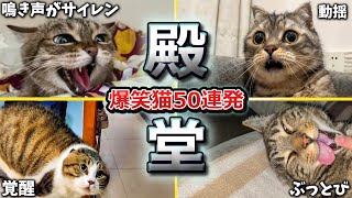 【2ch動物スレ殿堂入り猫編】ツッコミどころ満載なおもしろ猫動画50連発Part2鳴き声、しゃべる、子猫、かわいい