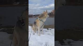 Волк домашний #роннилайф #собака #суперсобака #dog