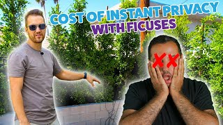 Backyard Privacy Using Ficus Hedging All Around the House | New Construction House Flip with Costs! screenshot 4