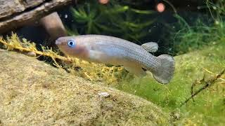 Anablepsoides Sp. - France-Animaux.org
